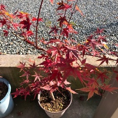 元気なもみじ　 山紅葉　庭木　観葉植物　もみじ　の画像