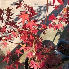 元気なもみじ　 山紅葉　庭木　観葉植物　もみじ　の画像