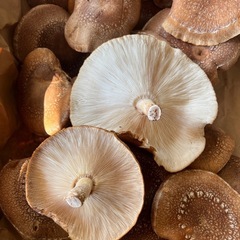 椎茸の画像