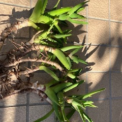 多肉植物　不夜城の画像