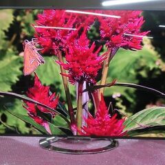 本品は嫁いで行きました。　　の画像