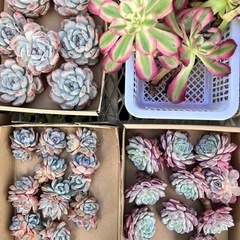 多肉植物　韓国多肉色々の画像