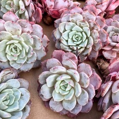 多肉植物　韓国多肉色々の画像