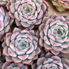 多肉植物　韓国多肉色々の画像