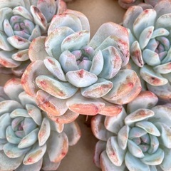 多肉植物　韓国多肉色々の画像