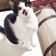  忘れられない個性的なお顔★わんぱく3兄妹