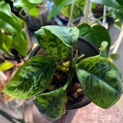 　受け渡し予定　観葉植物　ホマロメラの画像