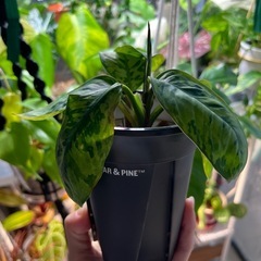 　受け渡し予定　観葉植物　ホマロメラの画像