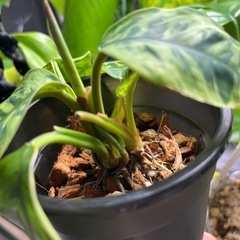 　受け渡し予定　観葉植物　ホマロメラの画像