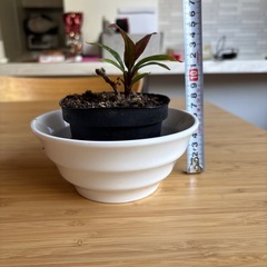 観葉植物（本物） plant の画像