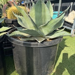 特大オバティフォリアの画像