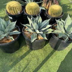 特大オバティフォリアの画像