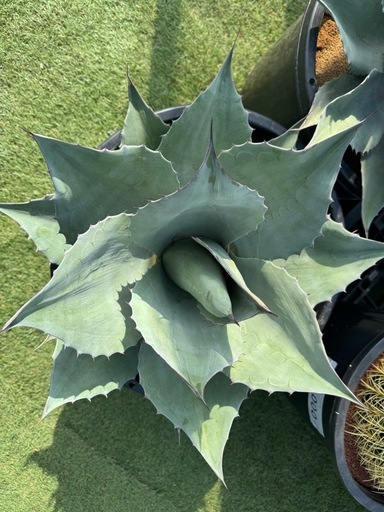 特大オバティフォリア