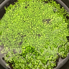 メダカをそのままいれられる水草ボウルの画像