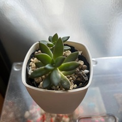 多肉植物の画像