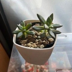 多肉植物の画像