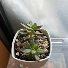 多肉植物の画像