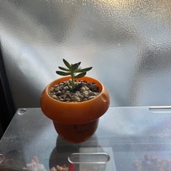 多肉植物の画像