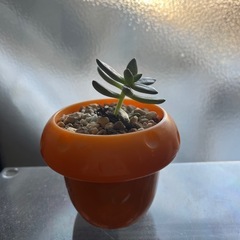 多肉植物の画像