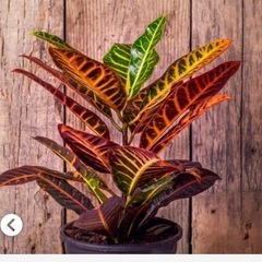 ヘンヨウボク✨鉢の画像