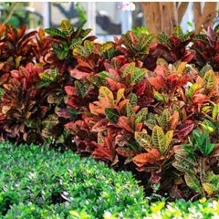 ヘンヨウボク✨鉢の画像