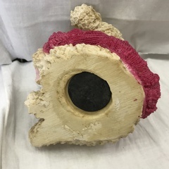 ⭐︎ドリーム2号館⭐︎ ジモティー割引 テディベア 貯金箱の画像