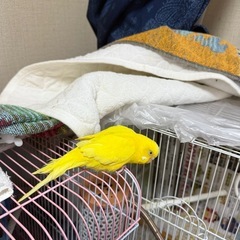 セキセイインコ　ルチノー　2歳