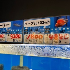 熱帯魚 パープルパロットの画像