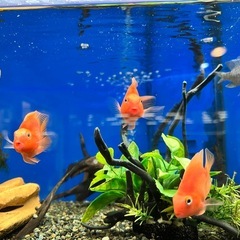 熱帯魚 パープルパロットの画像