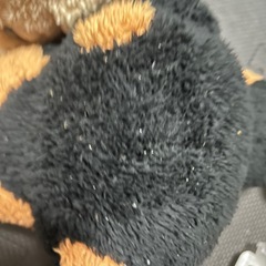 鼻でか犬の画像