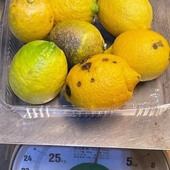 国産レモン 《ワックス、防カビ剤不使用》 1キロ
の画像