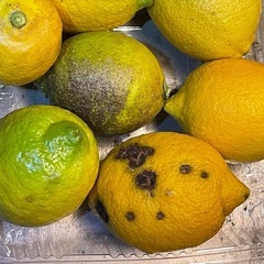 国産レモン 《ワックス、防カビ剤不使用》 1キロ
の画像