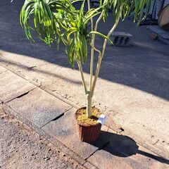 【リサイクルショップどりーむ天保山店】No.4964　植物　写真参照🎵　詳細不明　オススメ品🎵の画像