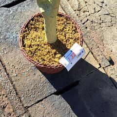 【リサイクルショップどりーむ天保山店】No.4964　植物　写真参照🎵　詳細不明　オススメ品🎵の画像