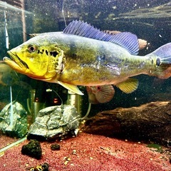 キクラ・ピニマ30cm🐟の画像