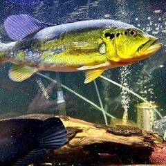 キクラ・ピニマ30cm🐟の画像