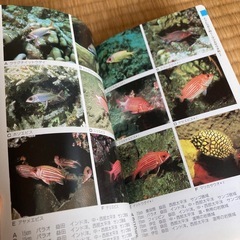 図鑑『海水魚』の画像