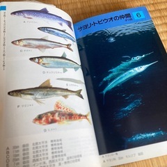 図鑑『海水魚』の画像