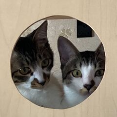 元気いっぱいで甘えん坊♡キジ白子猫兄弟♂