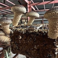 マッスルしいたけ限定1袋
の画像