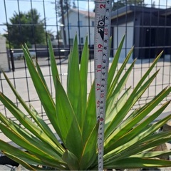 ユッカ グロリオサ　キミガヨラン　60cm前後の画像