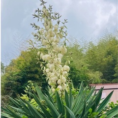 ユッカ グロリオサ　キミガヨラン　60cm前後の画像