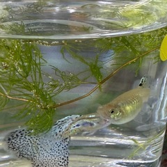 ブルーグラス、レッドグラス稚魚20匹
の画像