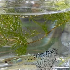 ブルーグラス、レッドグラス稚魚20匹
の画像