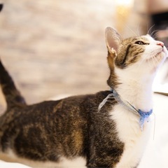 保護猫推定5歳甘えん坊の小柄な猫です