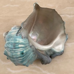 夜光貝の殻の画像