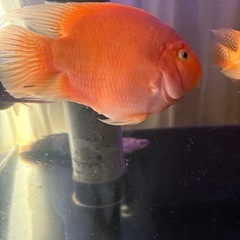 パロットの画像