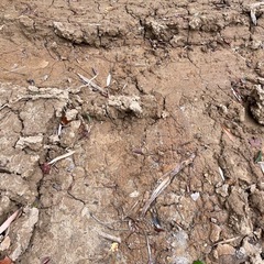 土　赤土　 の画像