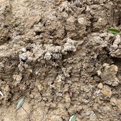 土　赤土　 の画像