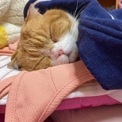 😻猫好きな方募集中😻